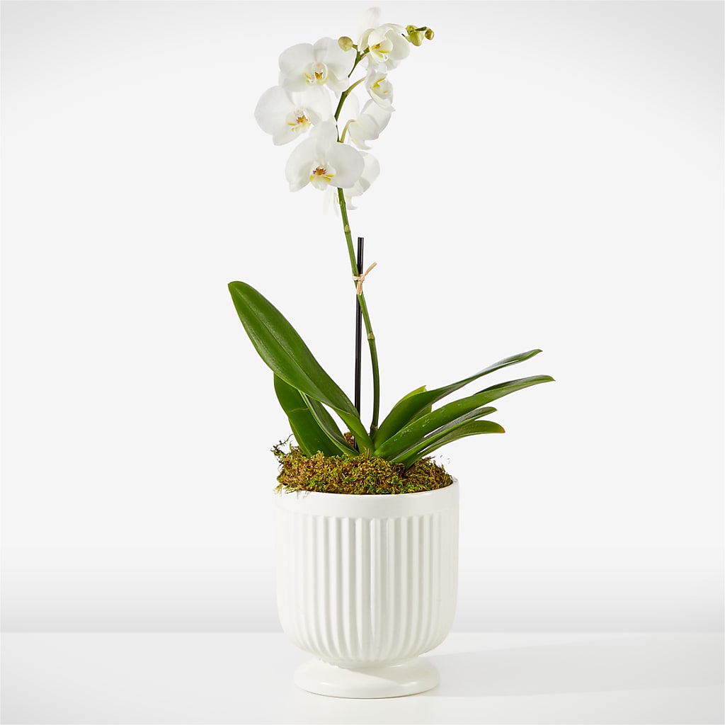 Whispering White Orchid – Coupeville Florist, Coupeville WA