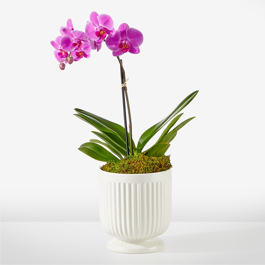 Friendly Fuchsia Orchid – Coupeville Florist, Coupeville WA