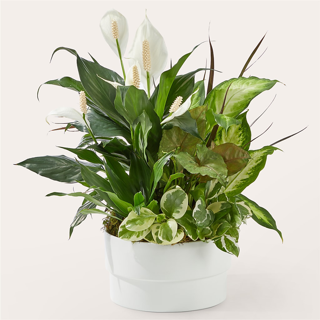 Radiating Positivity Dishgarden – Coupeville Florist, Coupeville WA