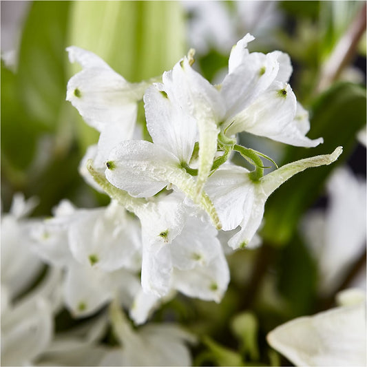 Classic Ivory – A Florist Original –  Coupeville Florist, Coupeville WA