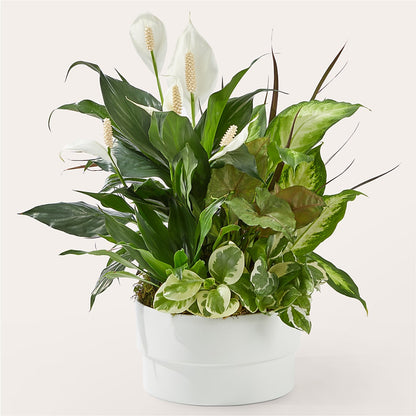 Radiating Positivity Dishgarden –  Coupeville Florist, Coupeville WA